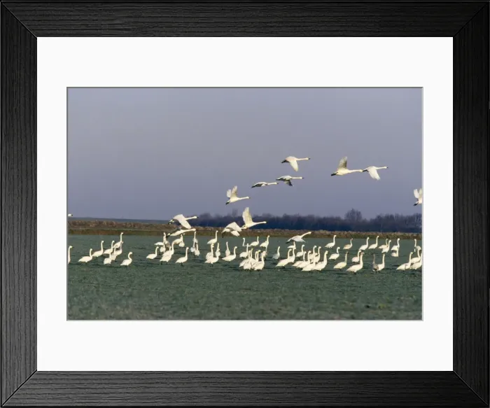 Framed Print : Bewick Swan In flight, Norfolk, UK