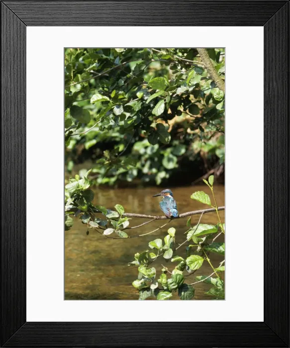 Framed Print : Kingfisher - perched over water Framed Print : Kingfisher - perched over water