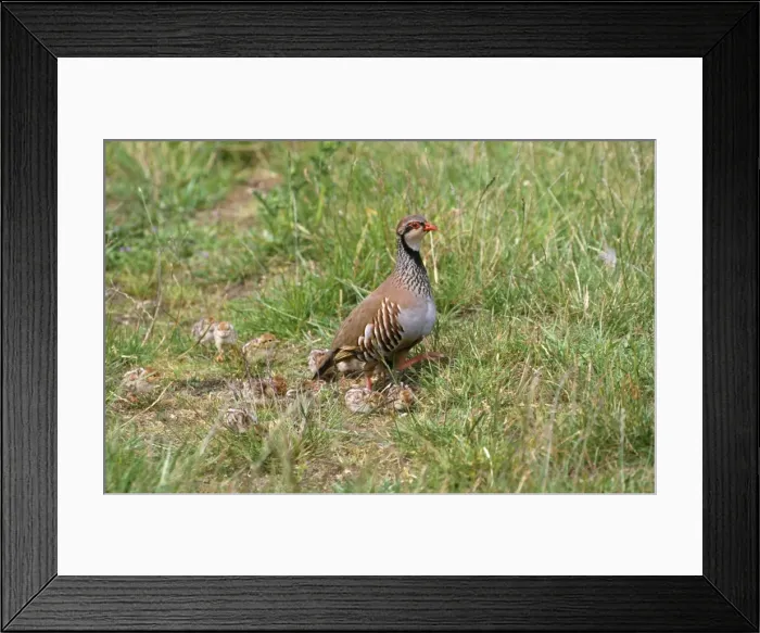 Framed Print : Red-legged Partridge - with chicks Framed Print : Red-legged Partridge - with chicks