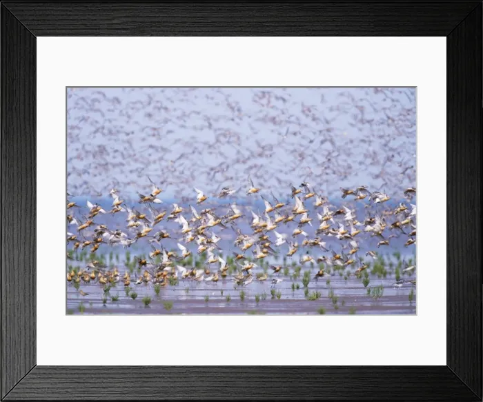 Framed Print : Knot - flock taking off. The Wash, Norfolk, UK Framed Print : Knot - flock taking off. The Wash, Norfolk, UK