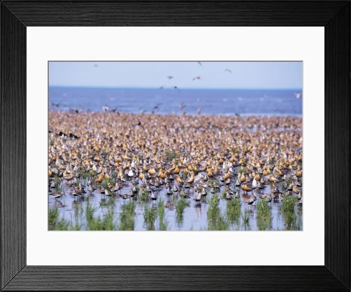 Framed Print : Knot The Wash, Norfolk, UK Framed Print : Knot The Wash, Norfolk, UK