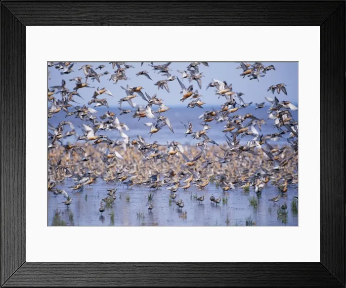 Framed Print : Knot The Wash, Norfolk, UK Framed Print : Knot The Wash, Norfolk, UK