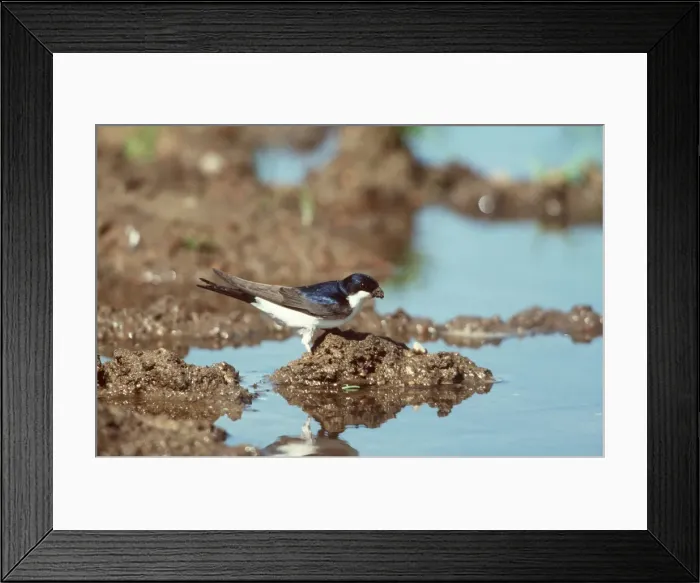 Framed Print : House Martin By water Framed Print : House Martin By water