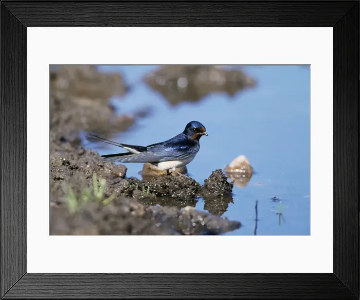Framed Print : Swallow. CK-2781. Swallow - standing on mud Framed Print : Swallow. CK-2781. Swallow - standing on mud