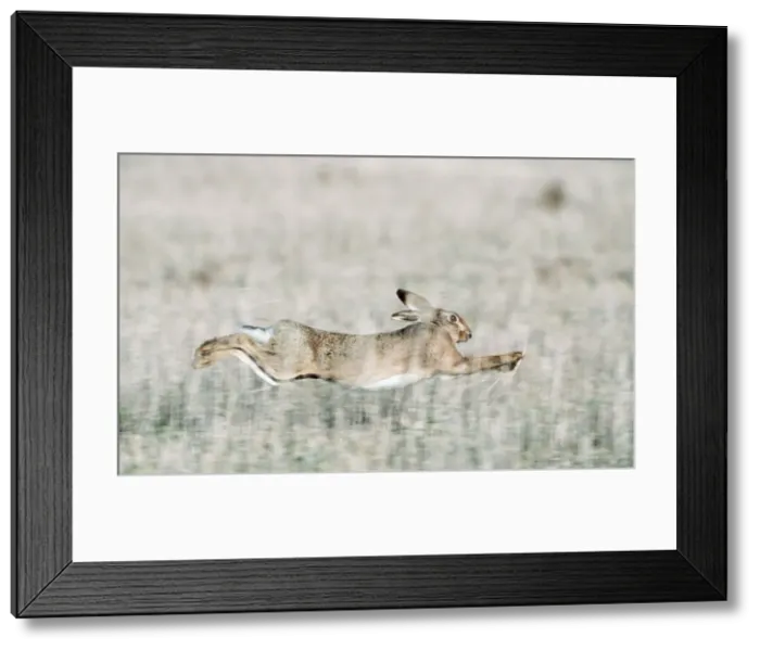 Framed Print : Brown Hare Running Framed Print : Brown Hare Running