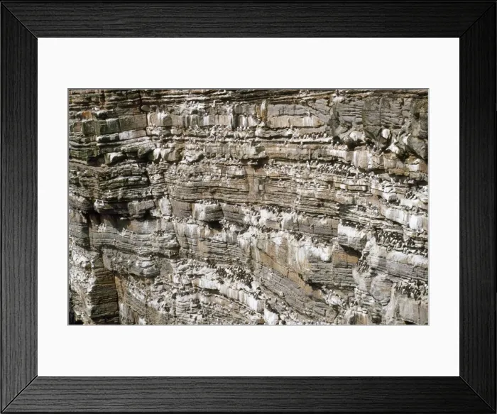 Framed Print : Orkney - bird cliffs Framed Print : Orkney - bird cliffs