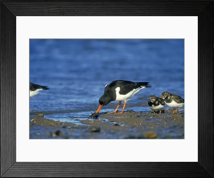 Framed Print : Oystercatcher With mussel Framed Print : Oystercatcher With mussel