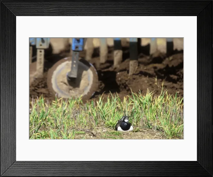 Framed Print : Lapwing Nesting in field about to be ploughed