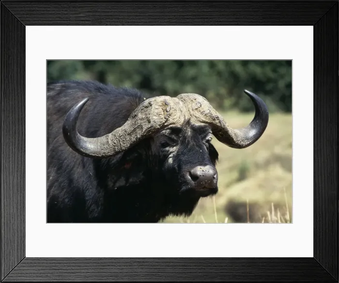 Framed Print : Cape Buffalo Close-up of head, Maasai Mara National Park, Africa Framed Print : Cape Buffalo Close-up of head, Maasai Mara National Park, Africa