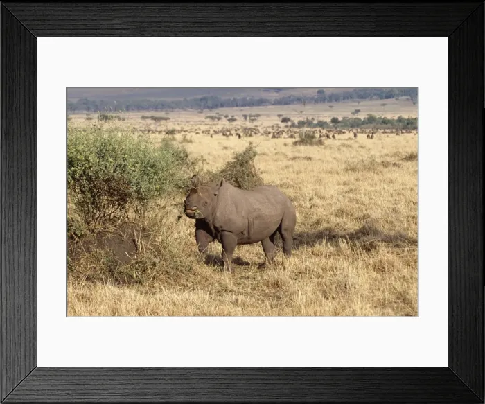 Framed Print : Black Rhinoceros Maasai Mara National Park, Africa Framed Print : Black Rhinoceros Maasai Mara National Park, Africa