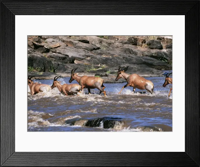Framed Print : Topi Maasai Mara National Park, Africa Framed Print : Topi Maasai Mara National Park, Africa