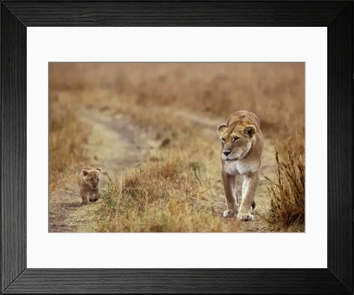 Framed Print : Lioness With Cub. Maasai Mara, National Park, Africa Framed Print : Lioness With Cub. Maasai Mara, National Park, Africa