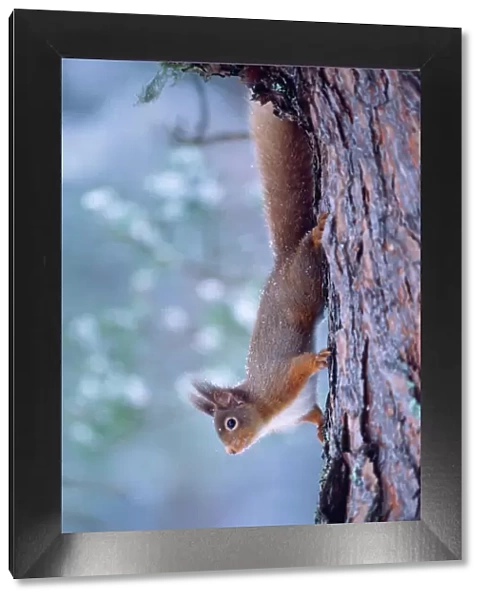 red Squirrel