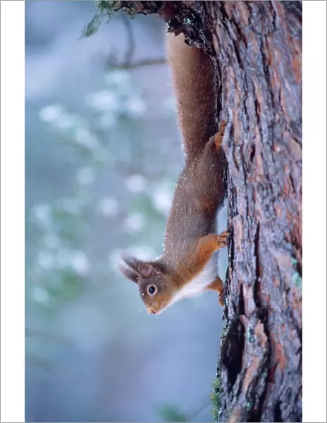 red Squirrel