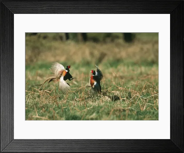 Framed Print : Pheasant CK 3789 Male's fighting Phasianus colchicus © Chris Knights / ardea. com Framed Print : Pheasant CK 3789 Male's fighting Phasianus colchicus © Chris Knights / ardea. com