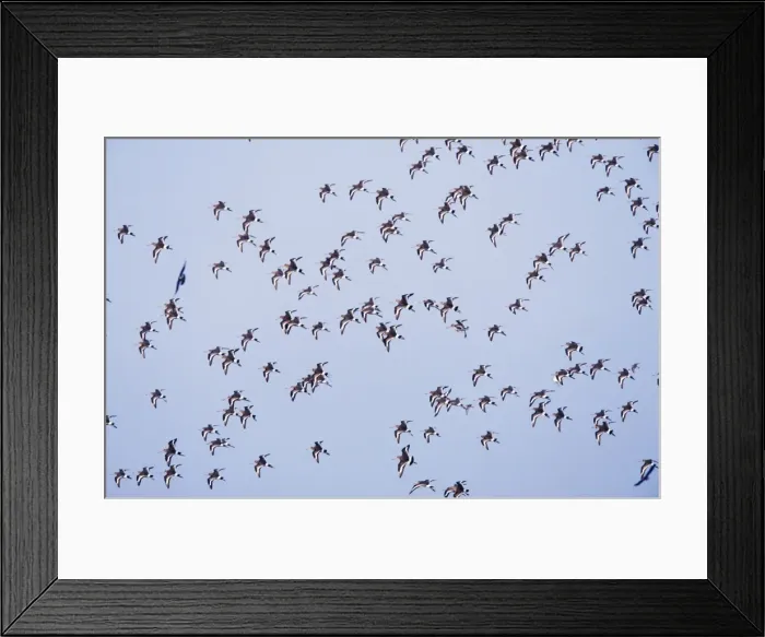 Framed Print : Black-tailed Godwit Flock in flight Framed Print : Black-tailed Godwit Flock in flight