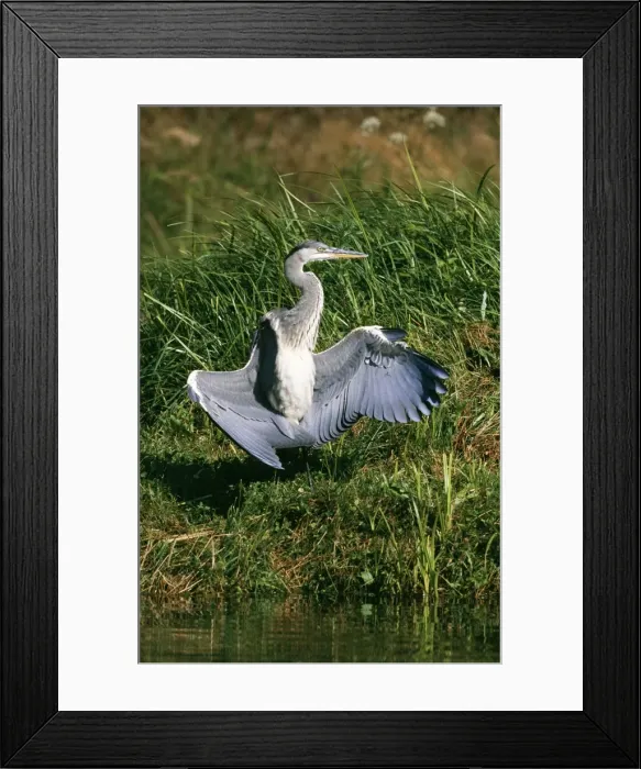 Framed Print : Grey Heron Immature, wings out Framed Print : Grey Heron Immature, wings out
