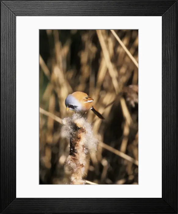 Framed Print : Bearded Tit Plucking seeds from bullrush Framed Print : Bearded Tit Plucking seeds from bullrush