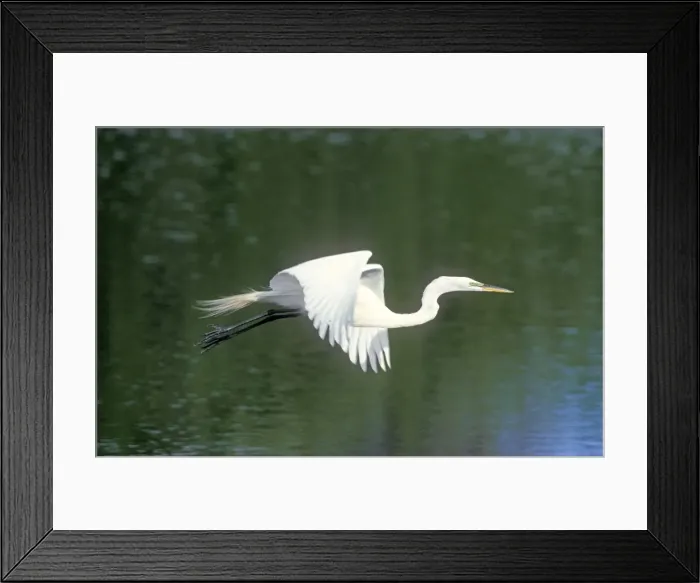 Framed Print : Great Egret In flight Framed Print : Great Egret In flight