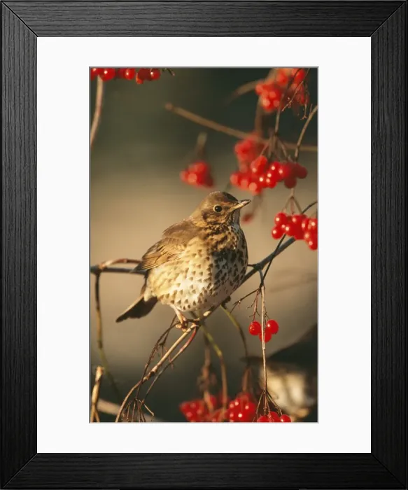 Framed Print : Song Thrush
