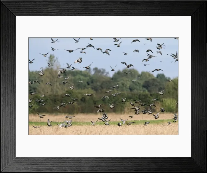 Framed Print : Wood Pigeon Framed Print : Wood Pigeon