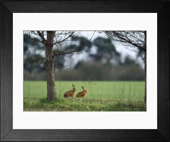 Framed Print : Brown Hare - x2 Framed Print : Brown Hare - x2