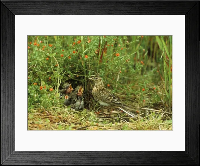Framed Print : Skylark At nest with young Framed Print : Skylark At nest with young