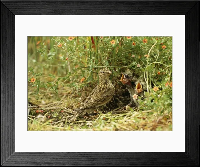 Framed Print : Skylark At nest Framed Print : Skylark At nest