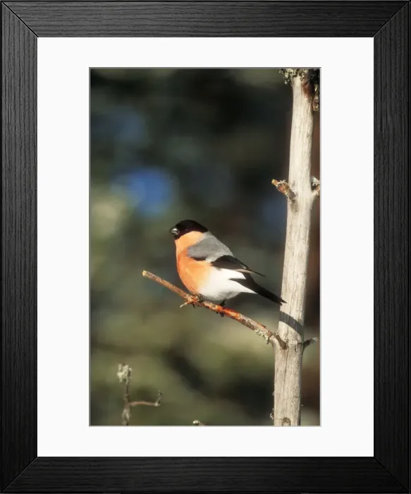 Framed Print : Bullfinch. CK-4105. BULLFINCH - perched on a branch