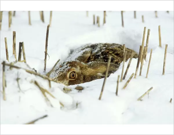Brown Hare In the snow