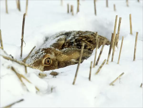 Brown Hare In the snow