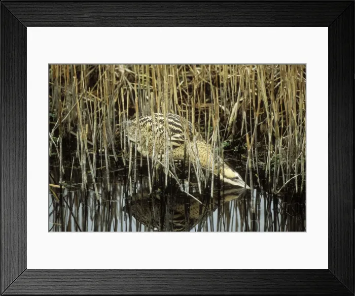Framed Print : Bittern In water & reeds Framed Print : Bittern In water & reeds