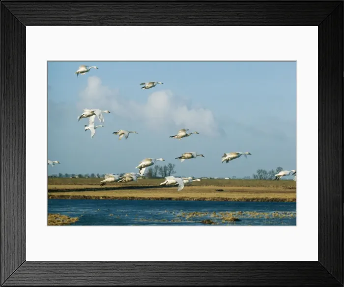 Framed Print : Bewick Swan Framed Print : Bewick Swan