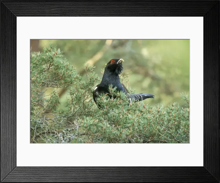 Framed Print : Capercaillie Male in tree