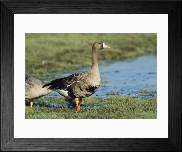 Framed Print : White-fronted Goose Framed Print : White-fronted Goose