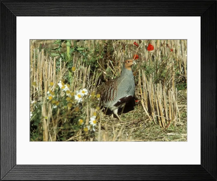 Framed Print : Grey Partridge Male Framed Print : Grey Partridge Male