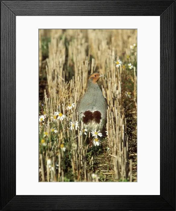 Framed Print : Grey Partridge Male Framed Print : Grey Partridge Male