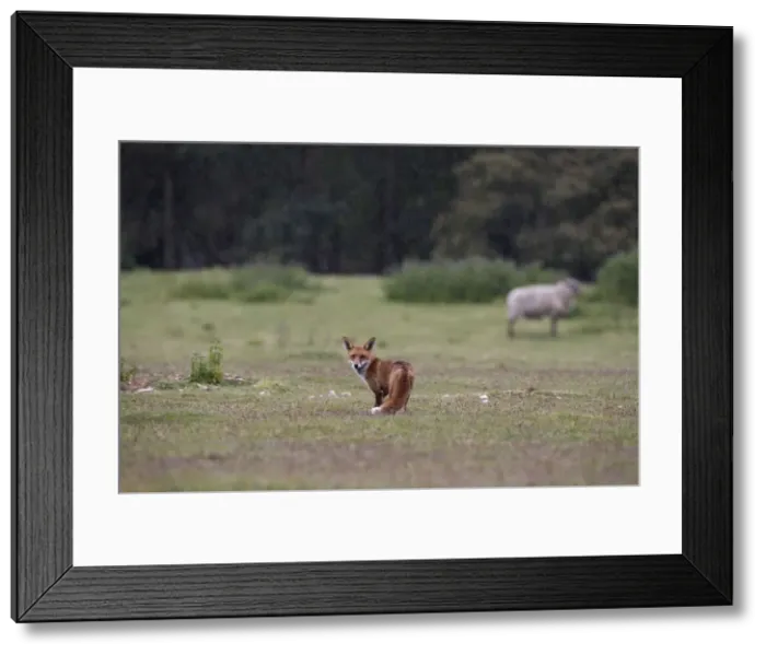 Framed Print : Red Fox - Looking back in rain, Heathland. Norfolk UK Framed Print : Red Fox - Looking back in rain, Heathland. Norfolk UK