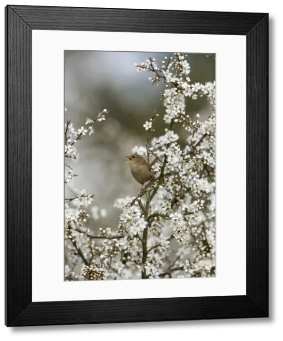 Framed Print : Wren - Singing In Blackthorn blossom, Spring Norfolk UK Framed Print : Wren - Singing In Blackthorn blossom, Spring Norfolk UK