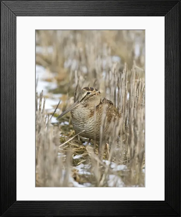 Framed Print : Woodcock - In over winter stubble, Snow, Norfolk UK Framed Print : Woodcock - In over winter stubble, Snow, Norfolk UK