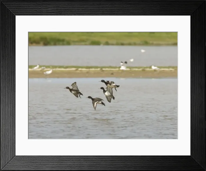 Framed Print : Tufted Duck - Courting males chasing female, In flight, Norfolk UK Framed Print : Tufted Duck - Courting males chasing female, In flight, Norfolk UK