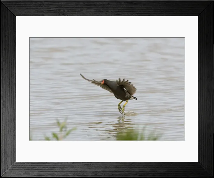 Framed Print : Moorhen - Flying over water with legs dangling and food in mouth Lakes & rivers, Norfolk UK Framed Print : Moorhen - Flying over water with legs dangling and food in mouth Lakes & rivers, Norfolk UK