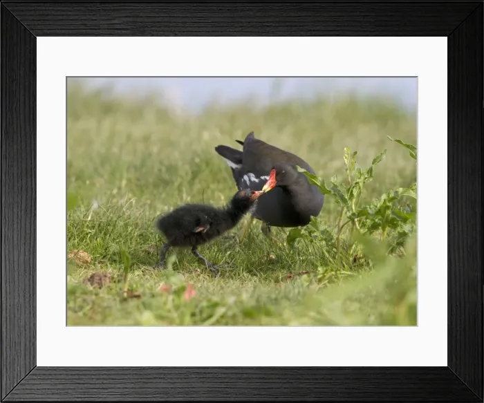 Framed Print : Moorhen -feeding chick at waters edge. Lakes & rivers, Norfolk, UK Framed Print : Moorhen -feeding chick at waters edge. Lakes & rivers, Norfolk, UK