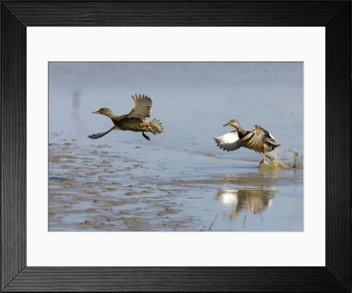 Framed Print : Gadwall - Duck & Drake lifting off water, lakes & Mudflats. Norfolk UK Framed Print : Gadwall - Duck & Drake lifting off water, lakes & Mudflats. Norfolk UK