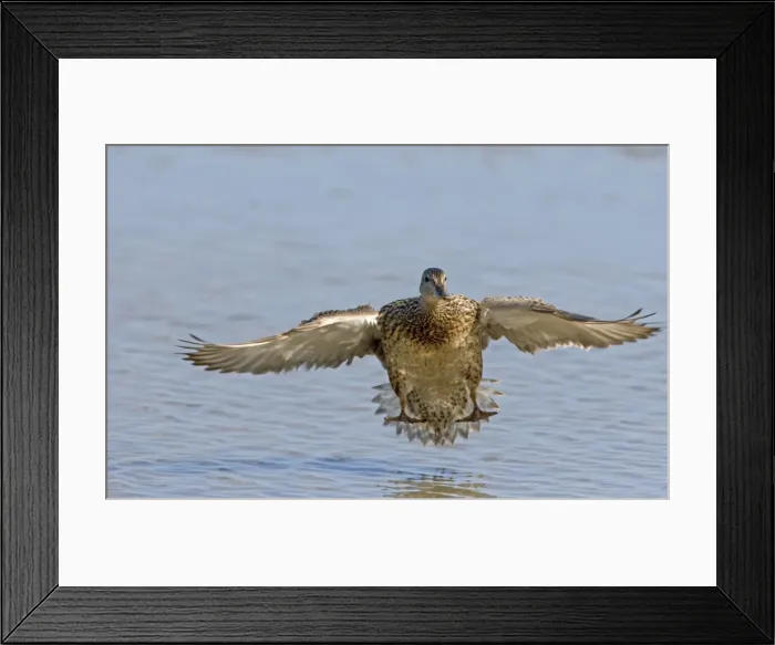 Framed Print : Gadwall - Landing in on water. Norfolk UK Framed Print : Gadwall - Landing in on water. Norfolk UK