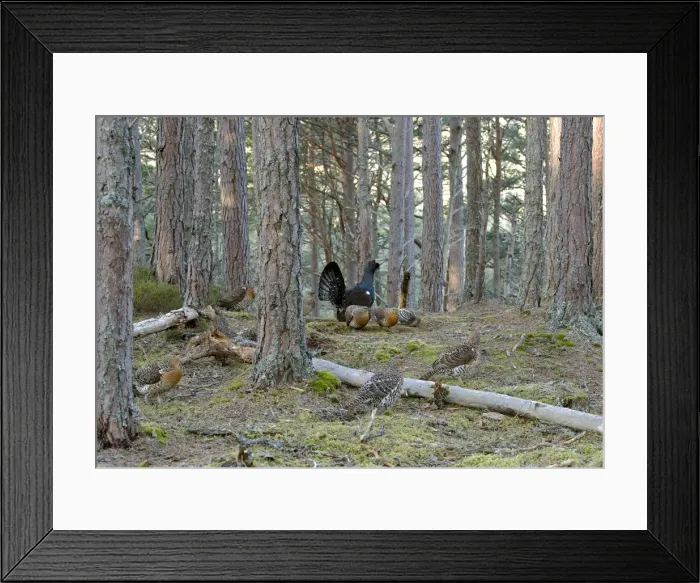 Framed Print : Capercaillie male & Hens Displaying On Lek in old Caledonian pine forest. Scotland UK Framed Print : Capercaillie male & Hens Displaying On Lek in old Caledonian pine forest. Scotland UK