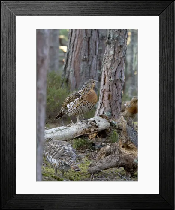 Framed Print : Capercaillie Hens in old Caledonian pine Forest, Scotland UK Framed Print : Capercaillie Hens in old Caledonian pine Forest, Scotland UK