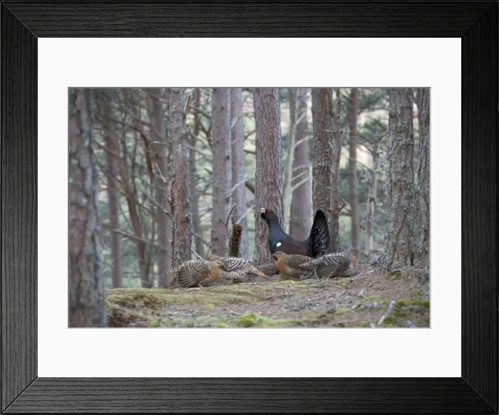 Framed Print : Capercaillie & Hens Displaying On Lek in old Caledonian pine forest. Scotland UK Framed Print : Capercaillie & Hens Displaying On Lek in old Caledonian pine forest. Scotland UK