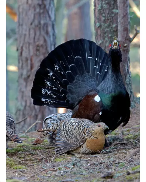 Capercaillie male & Hen Displaying On Lek in old Caledonian pine forest. Scotland UK