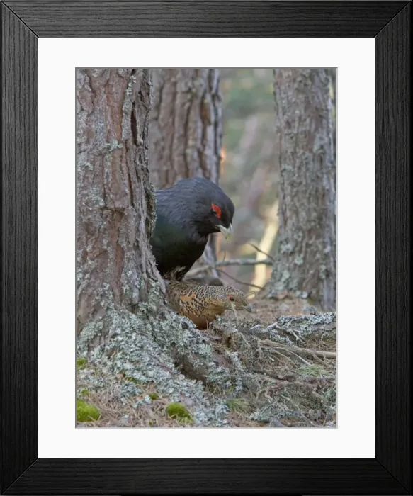 Framed Print : Capercaillie male & Hen Copulating in old Caledonian pine forest. Scotland UK Framed Print : Capercaillie male & Hen Copulating in old Caledonian pine forest. Scotland UK